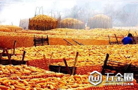玉米价格
