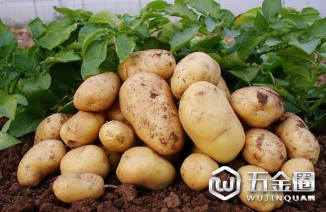 马铃薯营养食物