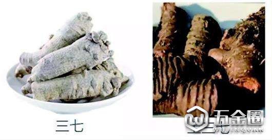 三七和土三七的区别
