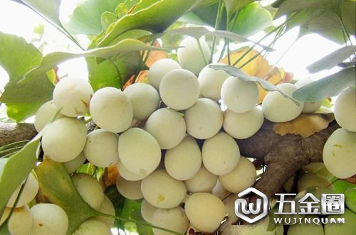 银杏果