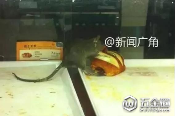 85度C泉州钟楼店的面包柜里老鼠啃食面包