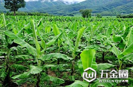 香蕉种植