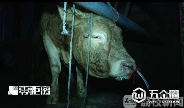 12小时注水120斤 牛流泪下跪求饶,老板笑称不痛苦