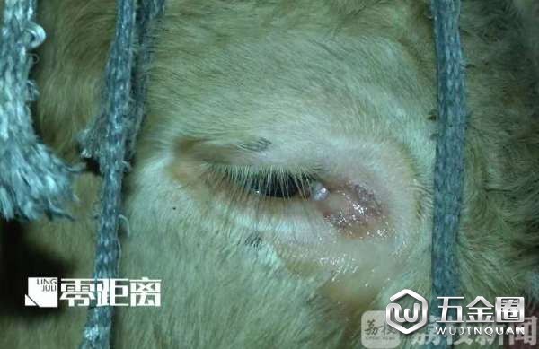 12小时注水120斤 牛流泪下跪求饶,老板笑称不痛苦
