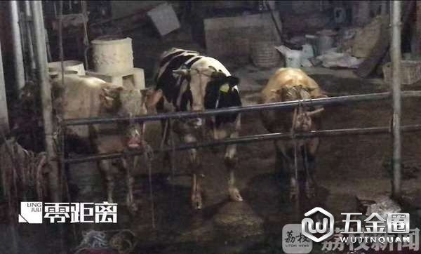 12小时注水120斤 牛流泪下跪求饶,老板笑称不痛苦