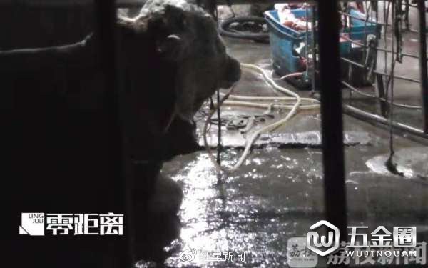 注水通常在屠宰之前12小时就开始