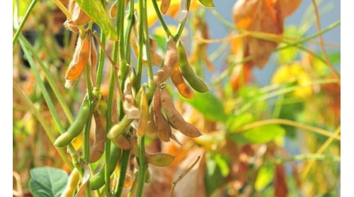 我国大豆产量减少 明年种植面积有望扩大