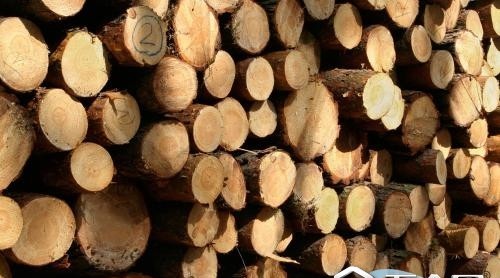 梧州出台实施矿产木材松香政策
