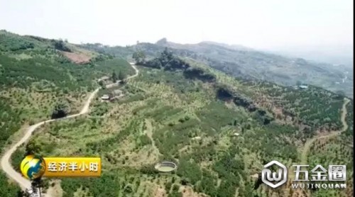 两三毛钱无人问津？如今卖六元还遭疯抢！“网红”水果是怎样炼成的？