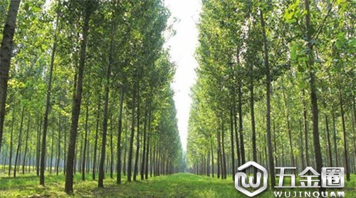 加拿大木业携手南京林业大学 助推木结构产业发展