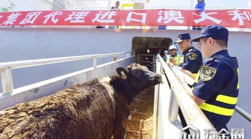 烟台海关开辟“绿色通道” 迎来3941头澳大利亚种牛