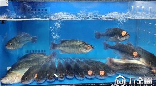 武汉超市内淡水鱼有了“身份证”