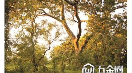 自带青春气息的榆绿木，是这样炼成的